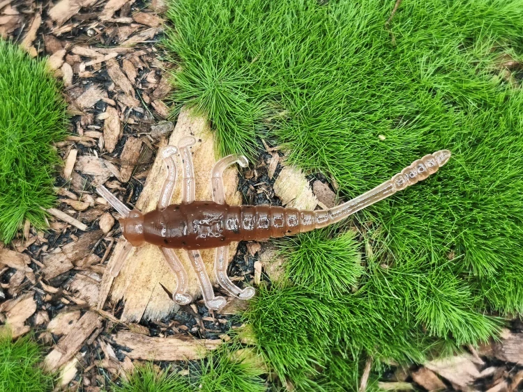 MAYFLY TIPSY 1,5 brown