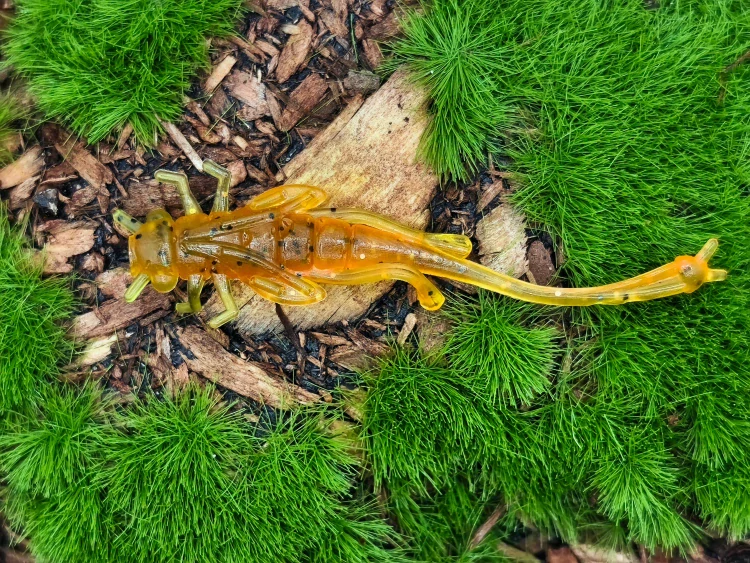 DRAGONFLY NYMPH 1,8 olive/orange fluo