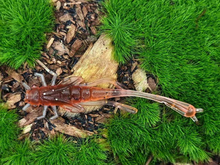 DRAGONFLY NYMPH 1,8 black/orange fluo