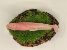 CATFISH 1,8 pink fluo