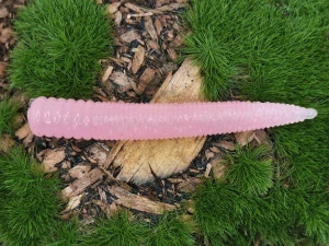 WORM STICK 2,0 pink fluo