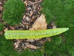 WORM STICK 2,0 yellow fluo