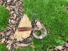 TWISTER 1,0 brown