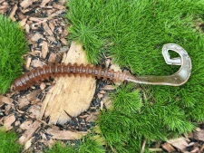 WORM SATURN 2,0 brown