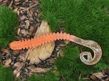 WORM SATURN 2,0 orange fluo
