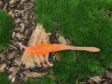 MAYFLY TIPSY 1,5 orange fluo