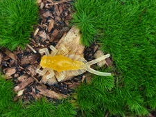 MAYFLY EPEORUS 1,0 sand/orange transparent
