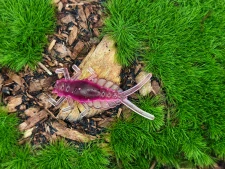 MAYFLY EPEORUS 1,0 black/pink fluo