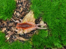 MAYFLY EPEORUS 1,0 black/orange fluo