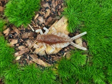 MAYFLY EPEORUS 1,0 blrown/white