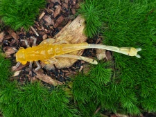 DRAGONFLY NYMPH 1,8 sand/orange transparent
