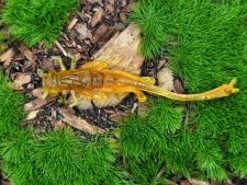 DRAGONFLY NYMPH 1,8 olive/orange fluo