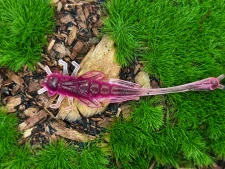 DRAGONFLY NYMPH 1,8 black/pink fluo