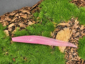 LONG LECH 2,5 pink fluo