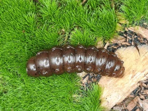 LARVA BIG FAT 1,3 brown