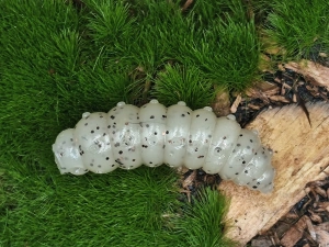 LARVA BIG FAT 1,3 sand