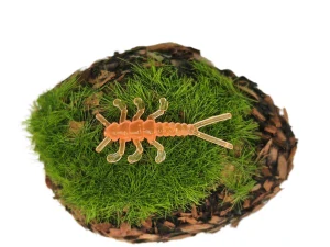 STONEFLY NYMPH 0,8 orange fluo