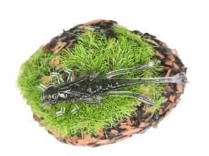 DRAGONFLY NYMPH 1,8 black