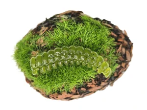 CATERPILLAR BUTTERFLY 1,2 olive