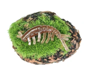 CADDISFLY LARVA 1,2 brown