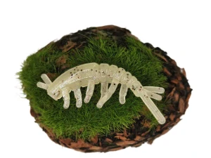 CADDISFLY LARVA 1,2 sand