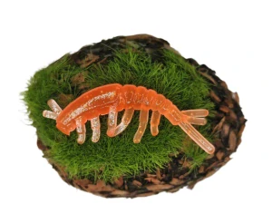 CADDISFLY LARVA 1,2 orange fluo