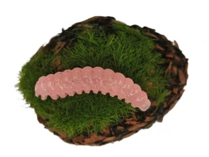 CATERPILLAR BUTTERFLY 1,2 fluo pink
