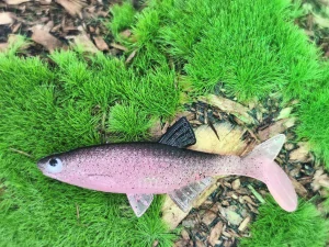CAVIAR 2,0 pink fluo